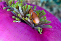   Anemone fish...Maldives fishMaldives fish Maldives  